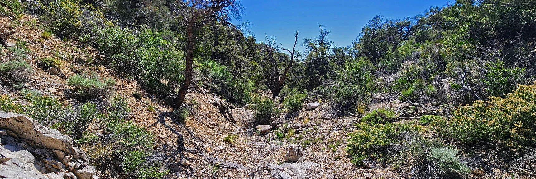 Winding Through Washes in Descent Canyon Toward Lovell Canyon | Mt Wilson to Hidden Peak | Upper Crest Ridgeline | Rainbow Mountain Wilderness, Nevada
