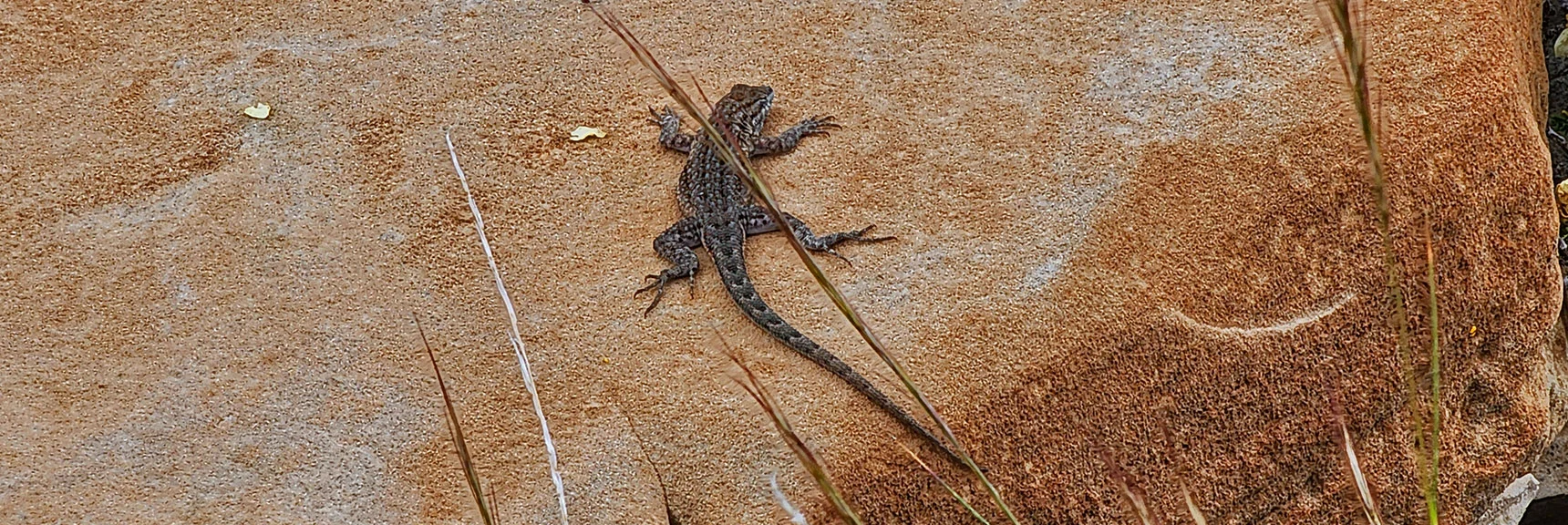 Common Side Blotched Lizard, Lives Throughout Mojave Desert | Juniper Peak to Mt. Wilson | Rainbow Mountains Upper Crest Ridgeline, Nevada