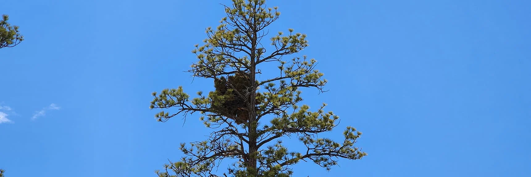What's in the Tree? Doesn't Look Like an Eagle's Nest. | Little Zion | Rainbow Mountain Wilderness, Nevada