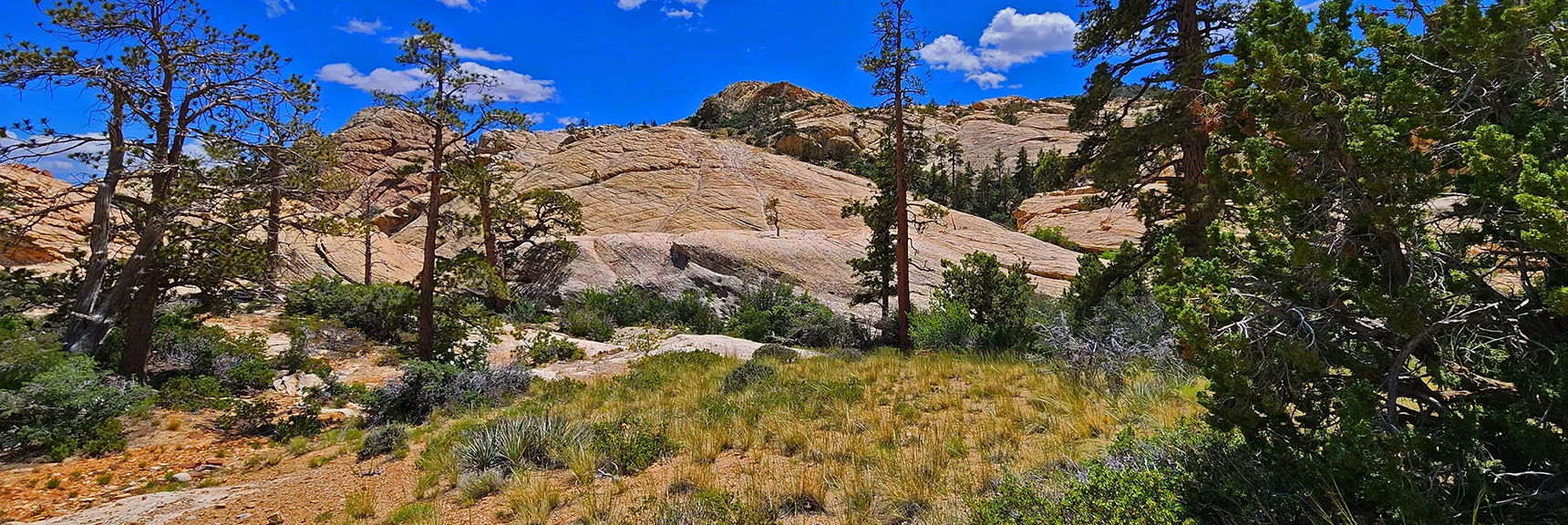 Wandering Through the Desert Oasis Meadow. Hidden & Monument Peaks Background | Little Zion | Rainbow Mountain Wilderness, Nevada