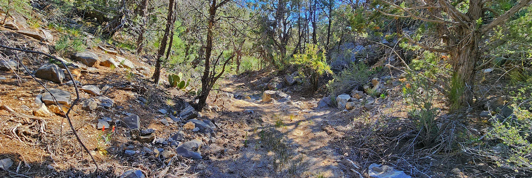 Skirted Ridge Above Bootleg Spring, Descended to Lower Wash, Opens to Rainbow Spring Rd. | Little Zion | Rainbow Mountain Wilderness, Nevada
