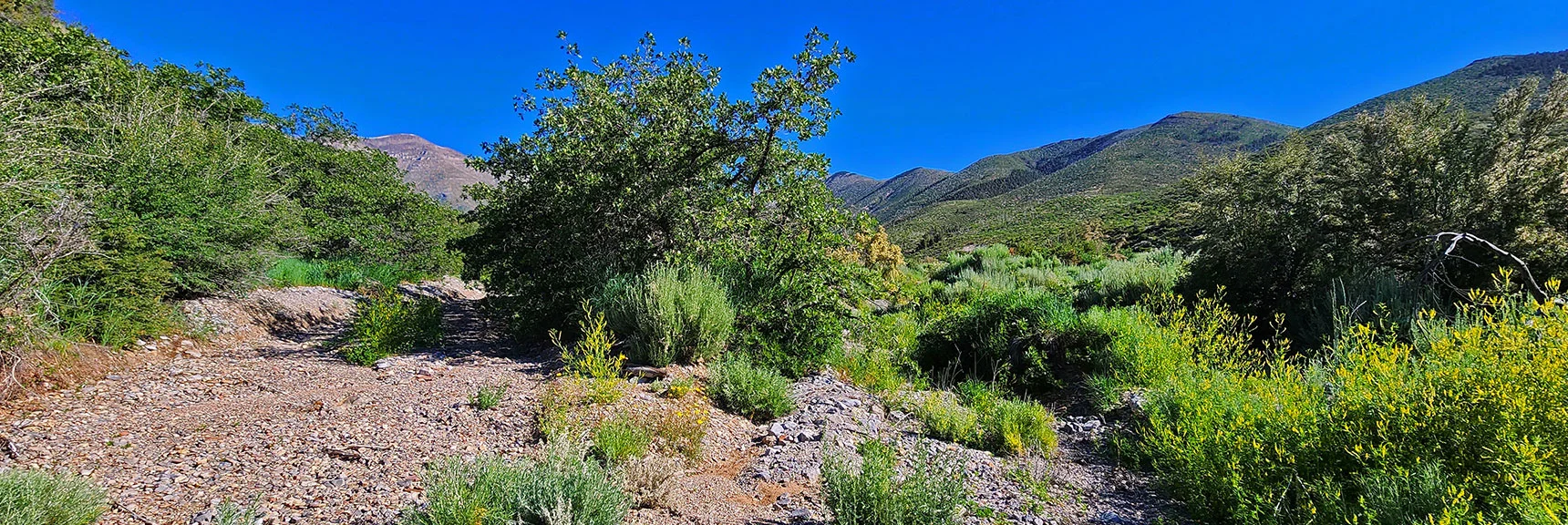 Take Right Split in Wash Toward Base of Wilson Ridge. | Wilson Ridge to Harris Mountain | Lovell Canyon, Nevada
