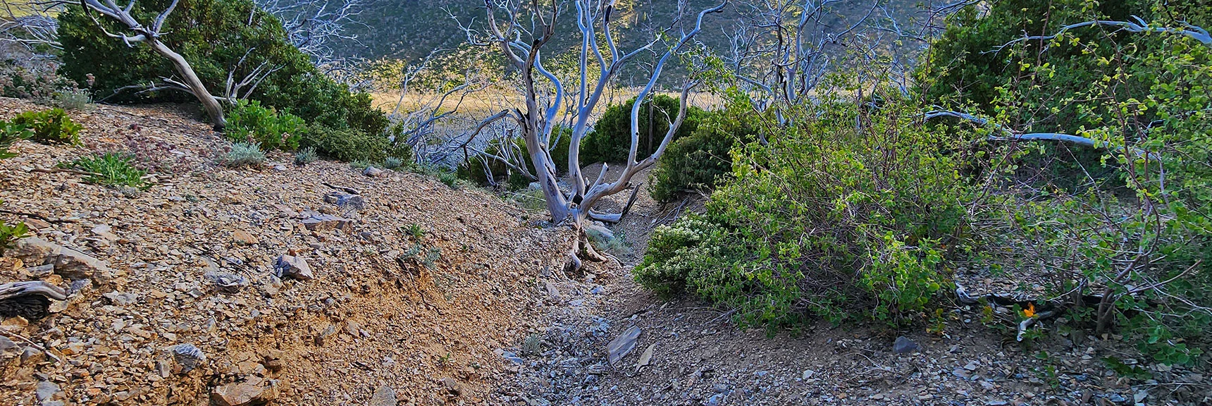 Continuing Steep Descent Down Narrow, Wicked Wash. | Wilson Ridge to Harris Mountain | Lovell Canyon, Nevada