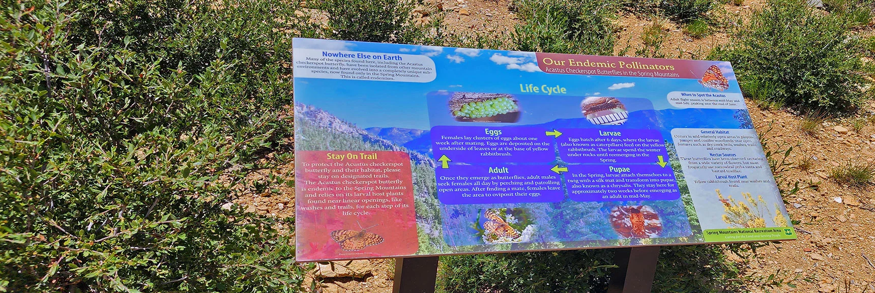 Display on The Rare Acastus Butterfly Found Only in The Spring Mountains. | Wilson Ridge to Harris Mountain | Lovell Canyon, Nevada