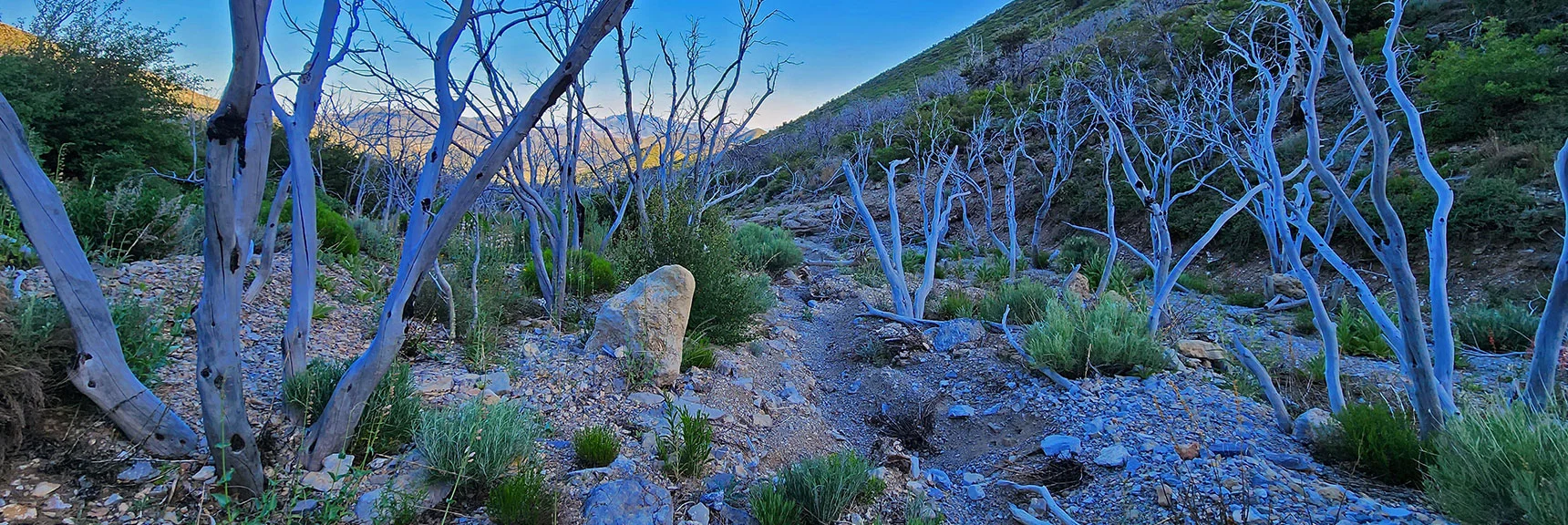 Steep Wash Gives Some Relief from Surrounding Brush, But is Still Narrow and Evil! | Wilson Ridge to Harris Mountain | Lovell Canyon, Nevada