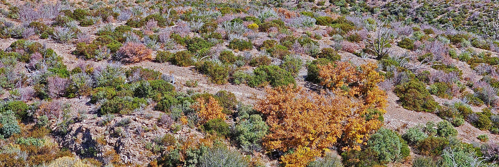 Closer View of Griffith Shadow Loop Trail Heading North on That Low Ridge. | Schaefer Springs Loop Trail | Lovell Canyon, Nevada