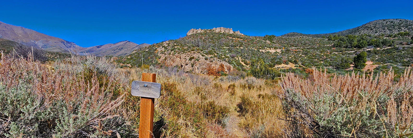 "Trail" Sign Helps Keep Hikers on Track When Wash is Overgrown. | Schaefer Springs Loop Trail | Lovell Canyon, Nevada