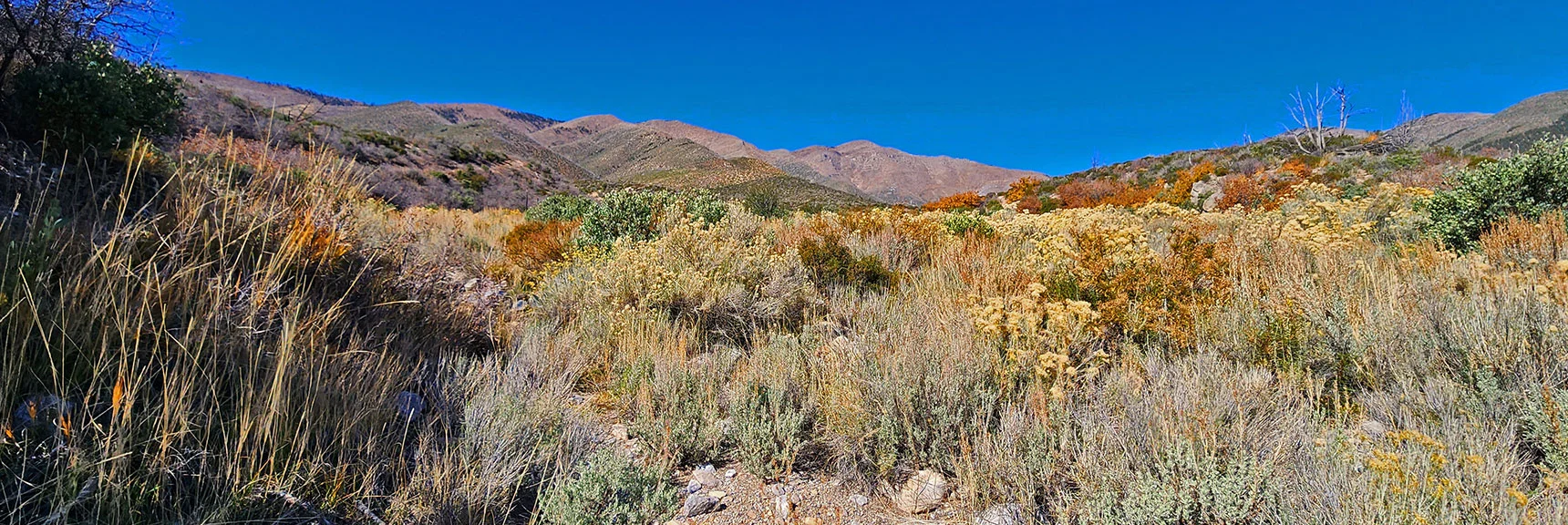 Now in Lovell Main Wash. View to Where Griffith Shadow Loop Should Be. Connection Overgrown. | Schaefer Springs Loop Trail | Lovell Canyon, Nevada