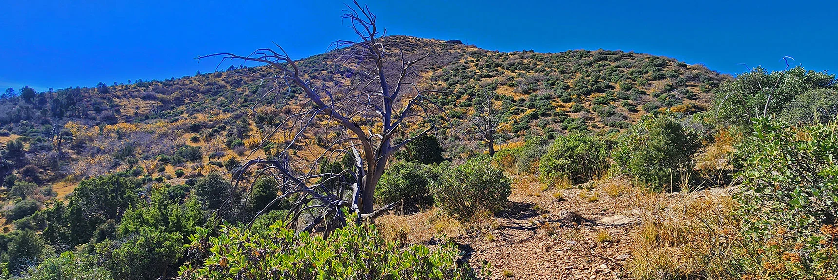 Entering 2013 Carpenter Fire Burn Area. Trail Skirts Front of High Point Hill Ahead. | Griffith Shadow Loop | Lovell Canyon, Nevada