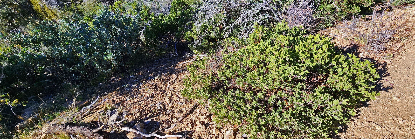Pointed Leaf Manzanita. Some Groves So Thick They Form Impenetrable Walls Along Trail! | Griffith Shadow Loop | Lovell Canyon, Nevada