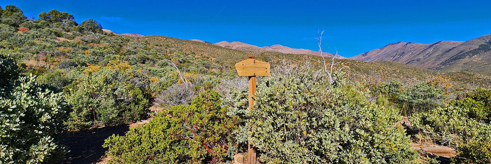 Second Trail Division. Trees Thinned Out. Manzanita & Ashy Silk Tassel Shrubs Thickening. | Griffith Shadow Loop | Lovell Canyon, Nevada