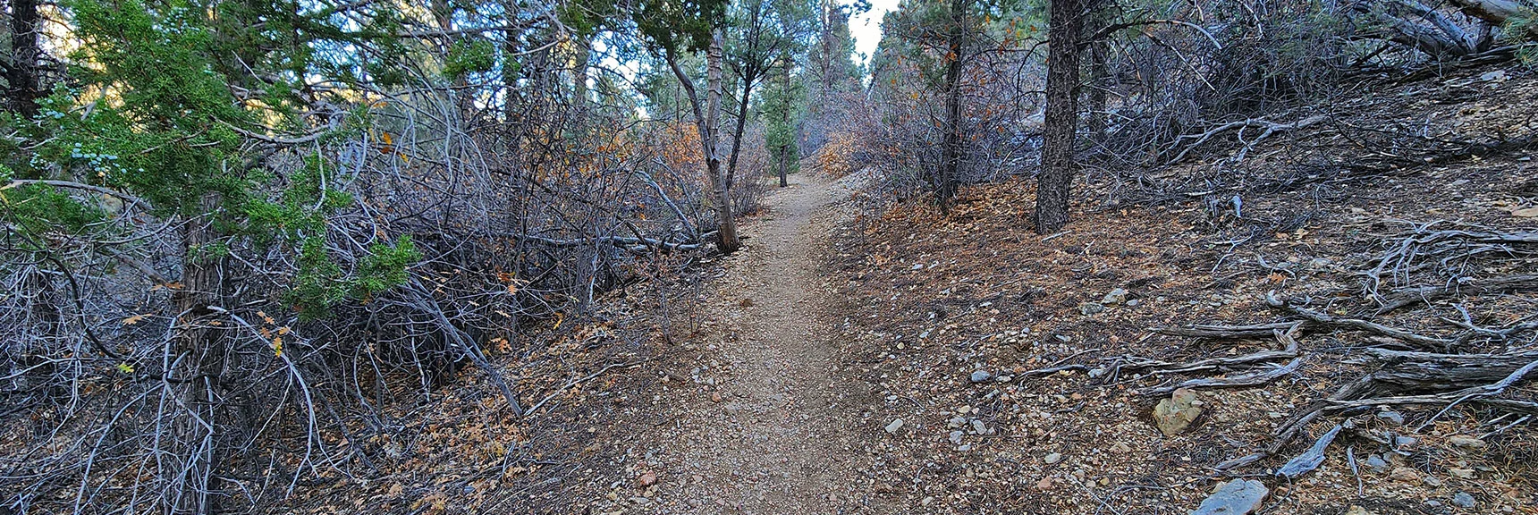 Again, Rolling Ascent and Descent, But Mostly Descent Toward Trailhead! | Griffith Shadow Loop | Lovell Canyon, Nevada