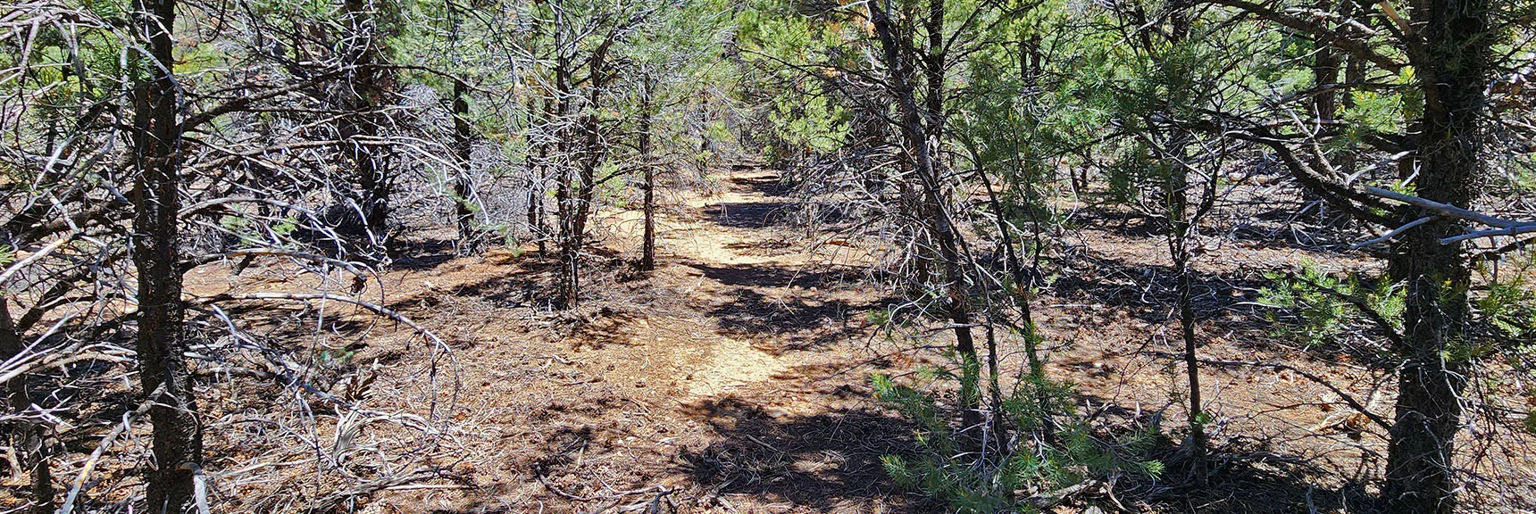 Deeper Forest on the Upper North Approach Ridge. Compare to South Approach Ridge. | Wilson Ridge South High Point | Lovell Canyon, Nevada
