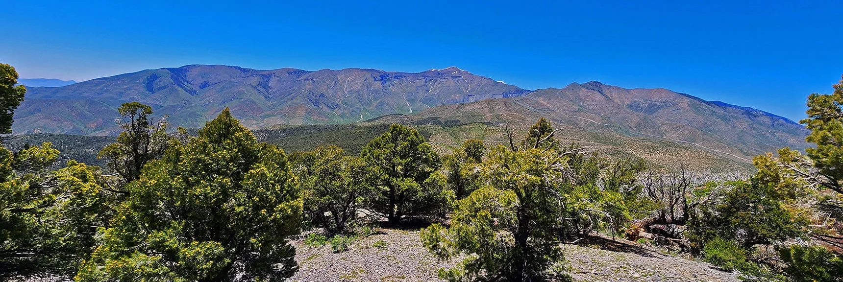 Passing Through Forested Area on West Side of Wilson Ridge | Wilson Ridge Lovell Canyon Loop | Lovell Canyon, Nevada