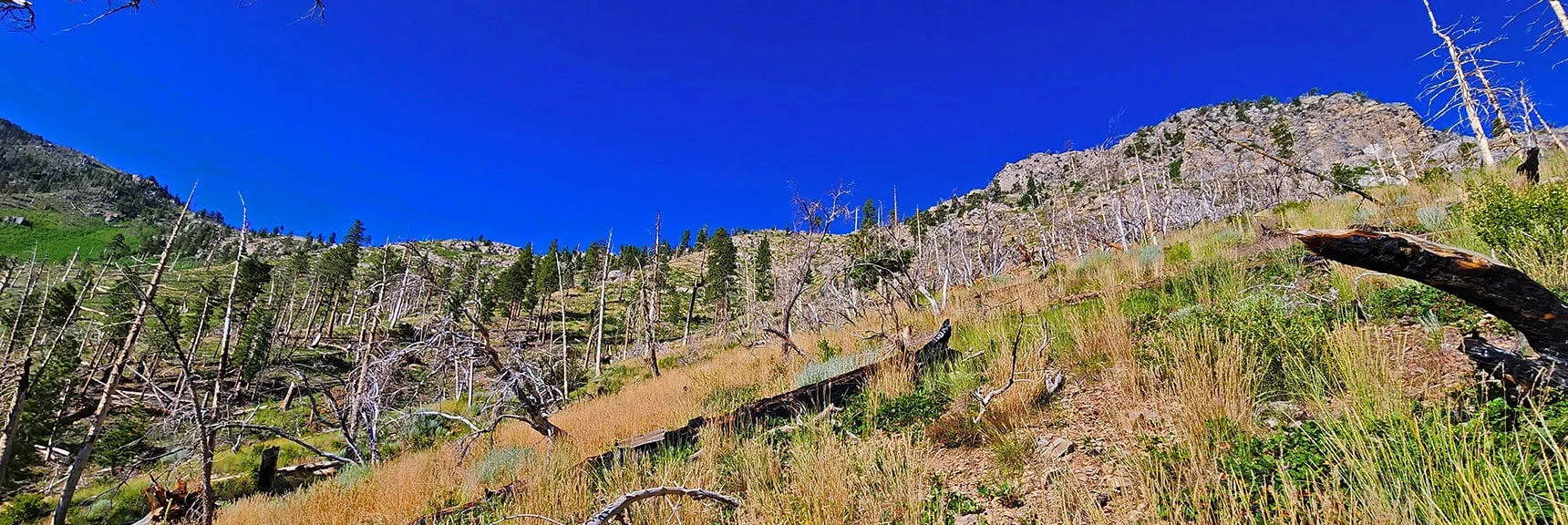 Target: Ascend to Center of Western Approach Ridge Just Above (left of) Rocky Section. | Fletcher Canyon to Harris Mountain Summit | Mt Charleston Wilderness, Nevada