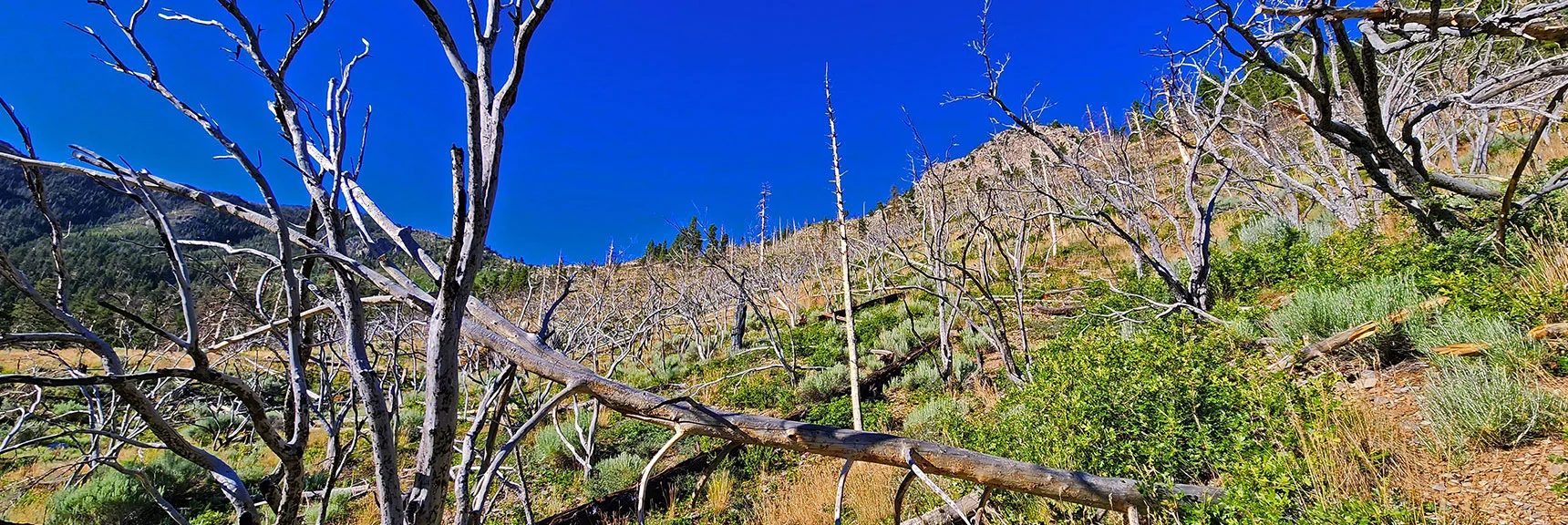 Found a Western Approach Ridge Access Point. Passing Through Lower Burn Band at Ridge Base. | Fletcher Canyon to Harris Mountain Summit | Mt Charleston Wilderness, Nevada