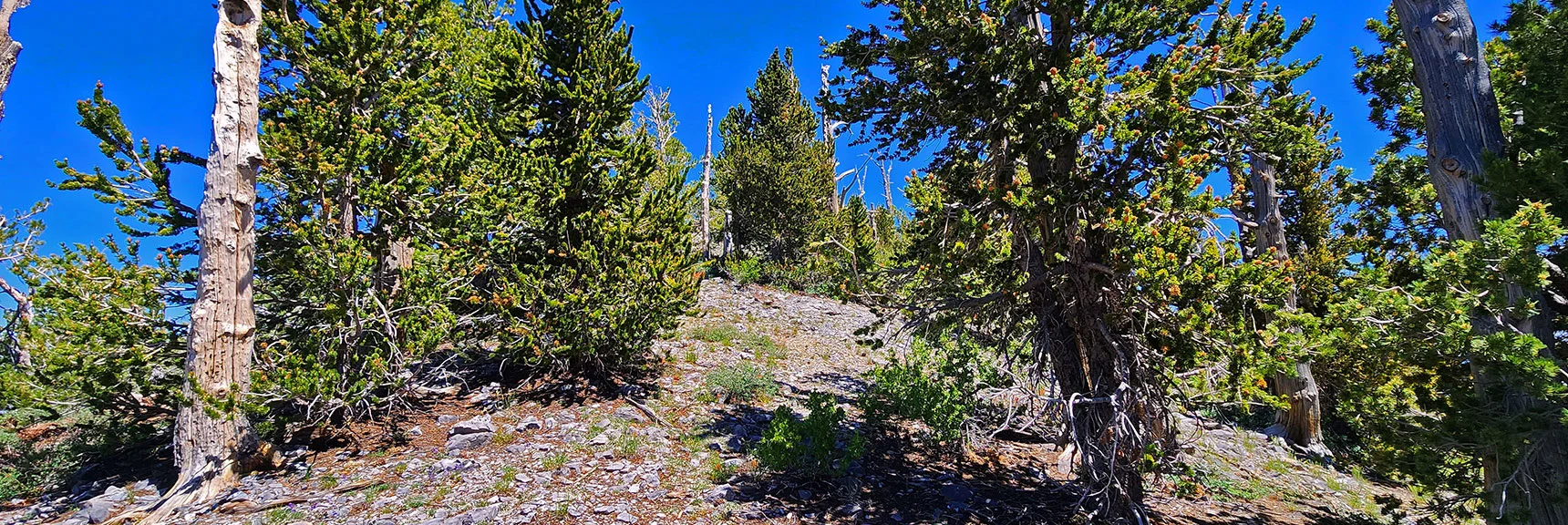 Passing Through Bristlecone Pines on Western Approach Ridge Just Below Harris Mt. Summit. | Fletcher Canyon to Harris Mountain Summit | Mt Charleston Wilderness, Nevada