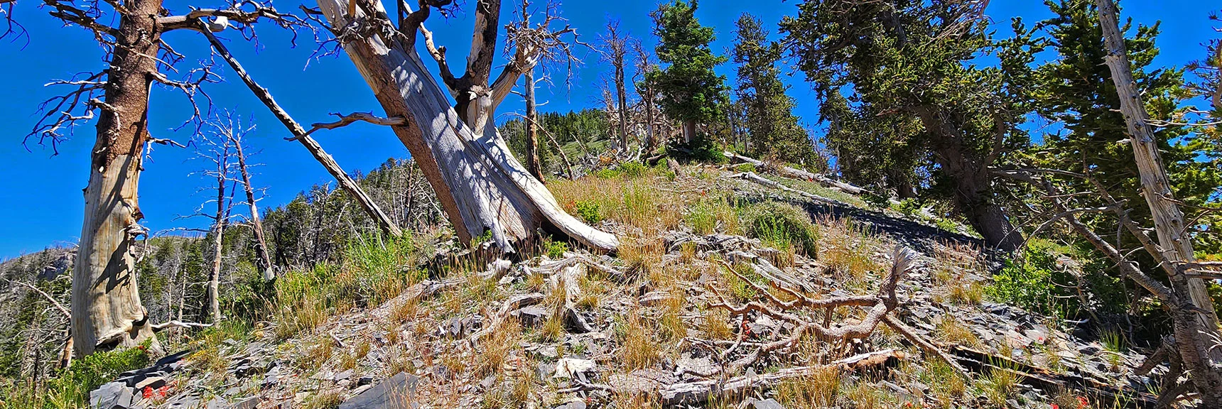 Final Approach to Harris Mt. Summit, About 200ft Below. Unburned Bristlecone Pines Appearing. | Fletcher Canyon to Harris Mountain Summit | Mt Charleston Wilderness, Nevada