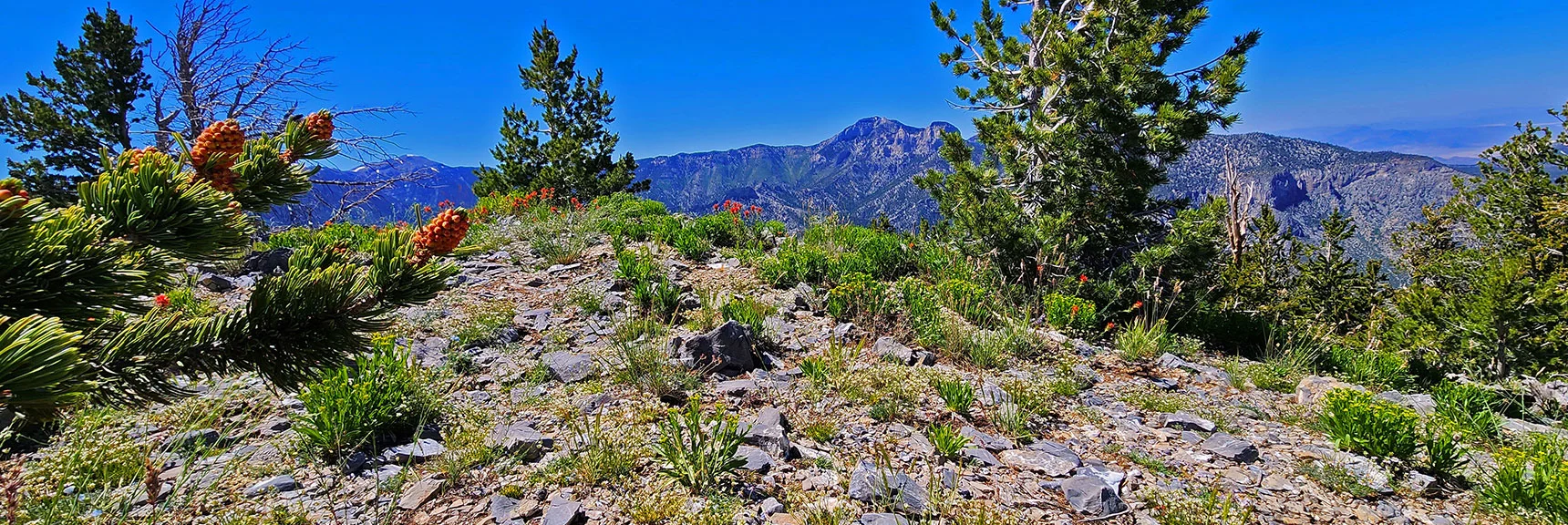 Harris Mt. Summit is Wild, Untrampled Due to Remoteness of Main Trailhead Access. | Fletcher Canyon to Harris Mountain Summit | Mt Charleston Wilderness, Nevada