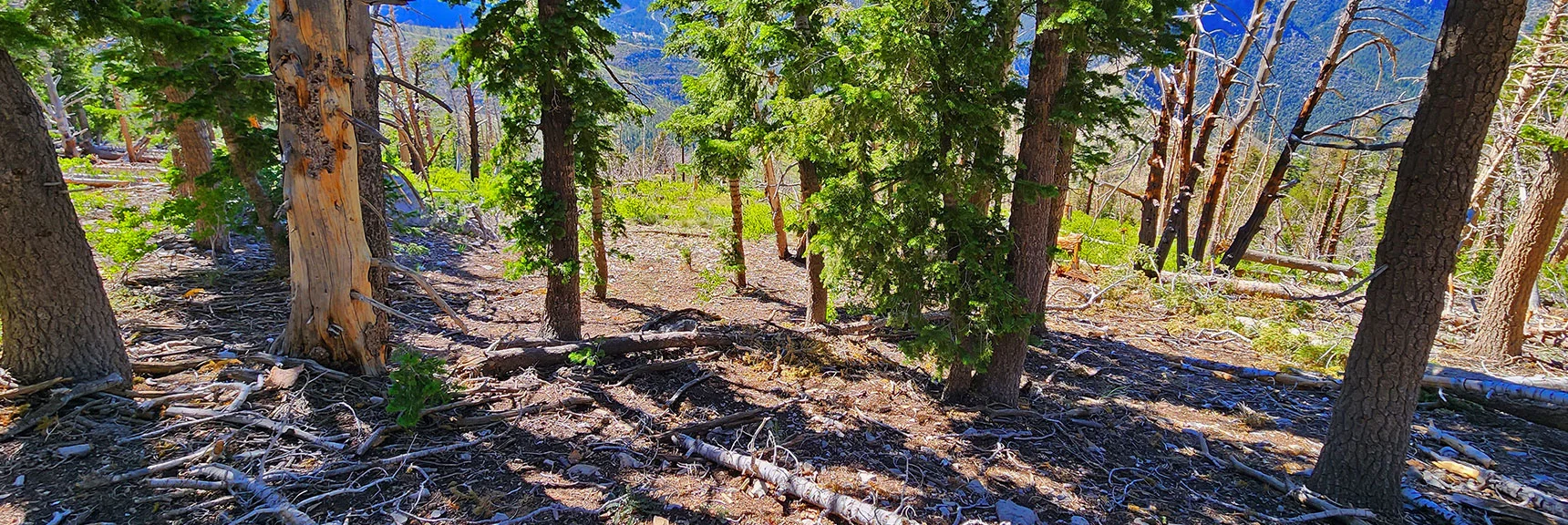 Descending Through Forest on That Gradual, Wider Ridge. | Fletcher Canyon to Harris Mountain Summit | Mt Charleston Wilderness, Nevada