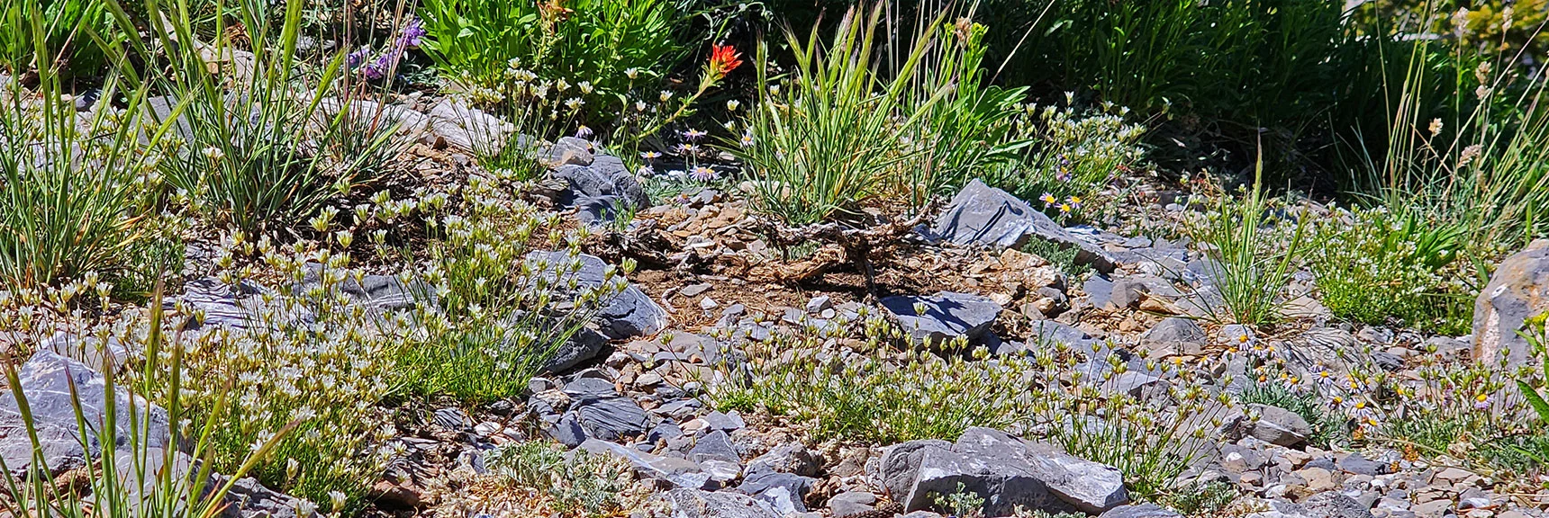 Harris Summit is Clothed with Wild Flowers Even Mid-July | Fletcher Canyon to Harris Mountain Summit | Mt Charleston Wilderness, Nevada