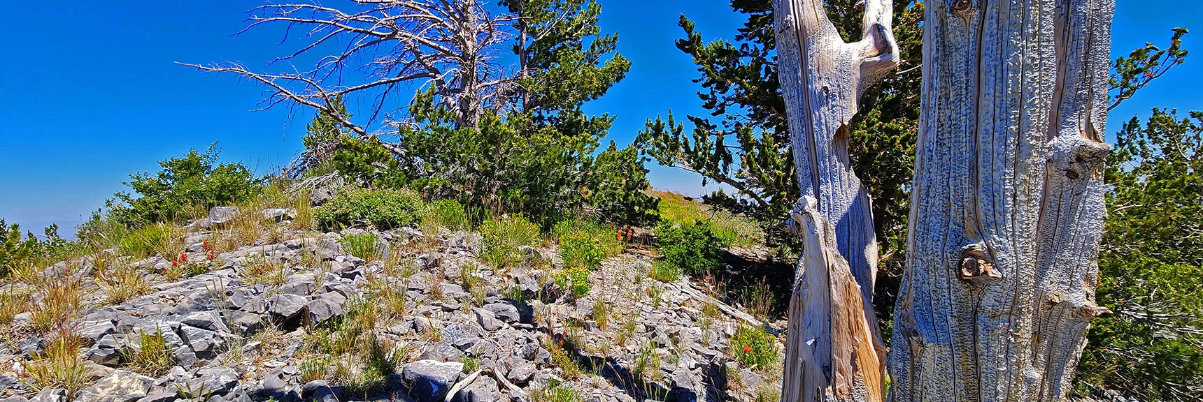 Arrival on Harris Mt. Summit, Upper Tip of Western Approach Ridge. | Fletcher Canyon to Harris Mountain Summit | Mt Charleston Wilderness, Nevada