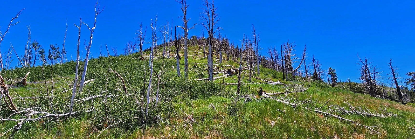 Ascending Through Burn Area, Tip of Harris Mt. Visible Above on Horizon. | Fletcher Canyon to Harris Mountain Summit | Mt Charleston Wilderness, Nevada