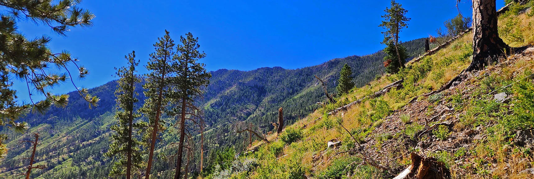 View of Upper Eastern Approach Ridge While Ascending Western Approach Ridge | Fletcher Canyon to Harris Mountain Summit | Mt Charleston Wilderness, Nevada