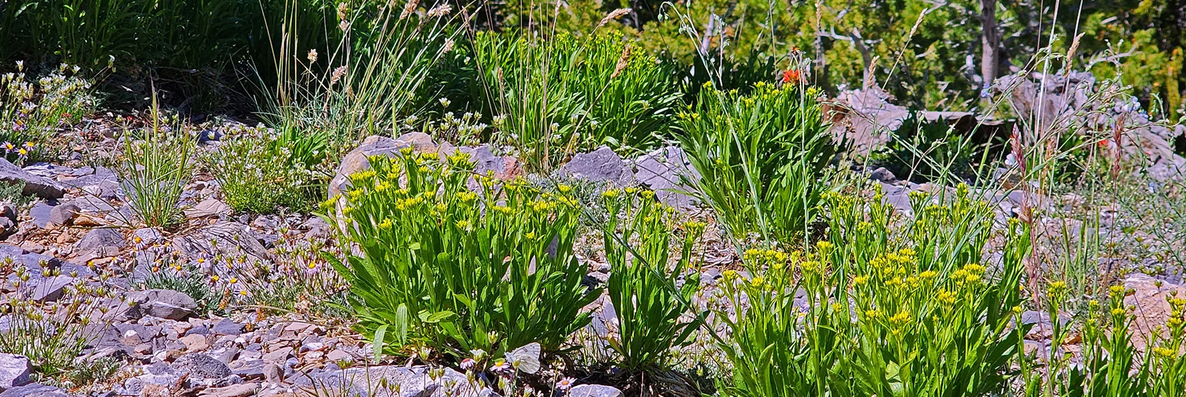Ladybugs Migrate to These Plants Earlier Summer | Fletcher Canyon to Harris Mountain Summit | Mt Charleston Wilderness, Nevada