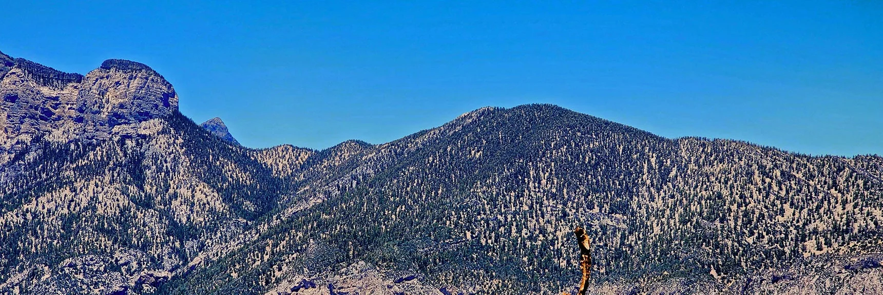 Saddle Between Mummy Mt. and Fletcher Peak. Raintree at Base of Saddle. | Fletcher Canyon to Harris Mountain Summit | Mt Charleston Wilderness, Nevada