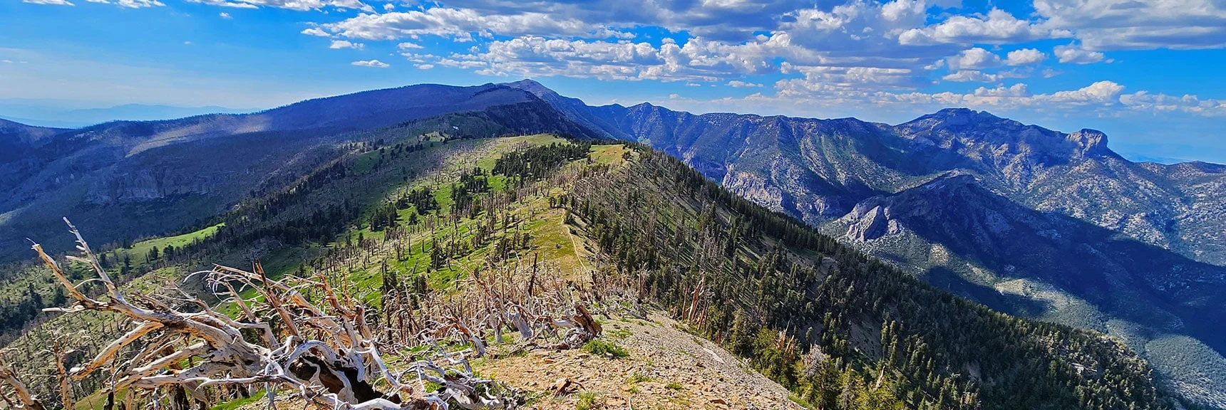 Ridge Below Leads to Charleston Peak. Trail Split Descends to Cathedral Rock Trailhead. | Fletcher Canyon Trailhead to Harris Mountain Summit to Griffith Peak Summit Circuit Adventure | Mt. Charleston Wilderness, Nevada