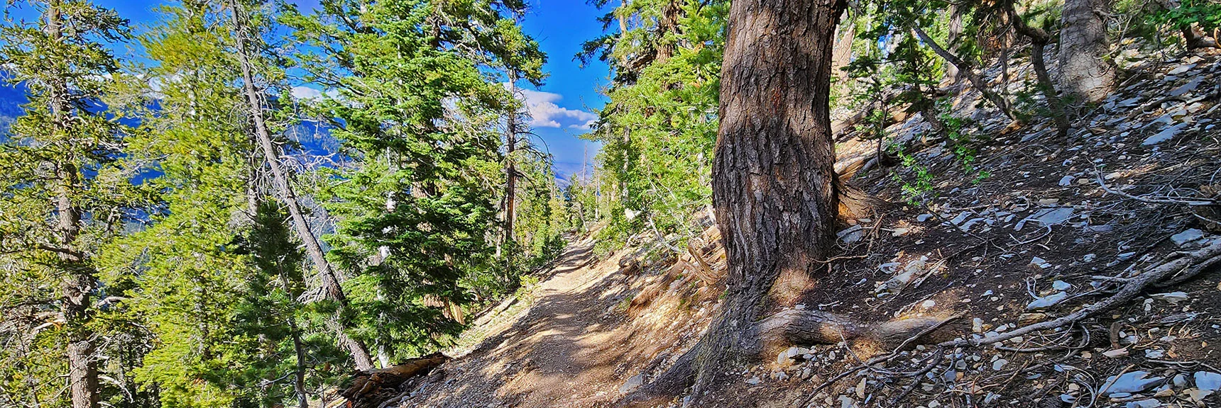 Closing in on High View Point Near Base of Trail. | Fletcher Canyon Trailhead to Harris Mountain Summit to Griffith Peak Summit Circuit Adventure | Mt. Charleston Wilderness, Nevada
