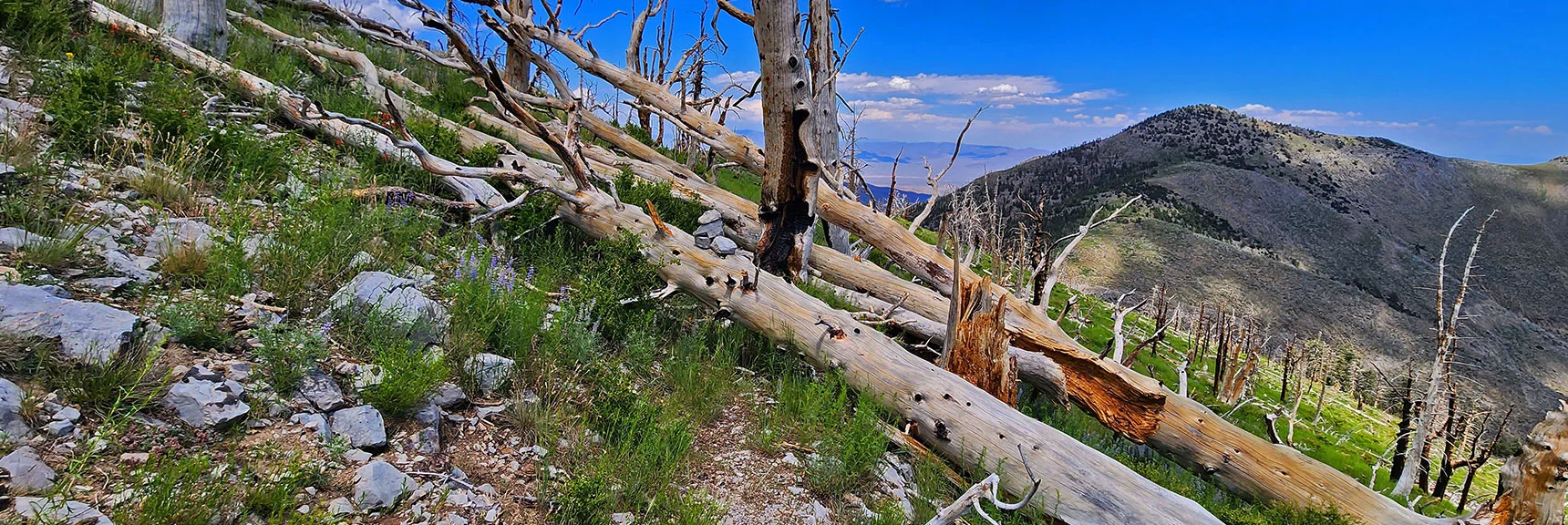 Circumvent Barrier Treefalls, Then Be Sure to Resume the Continuing Trail Exactly Across the Fall. | Fletcher Canyon Trailhead to Harris Mountain Summit to Griffith Peak Summit Circuit Adventure | Mt. Charleston Wilderness, Nevada