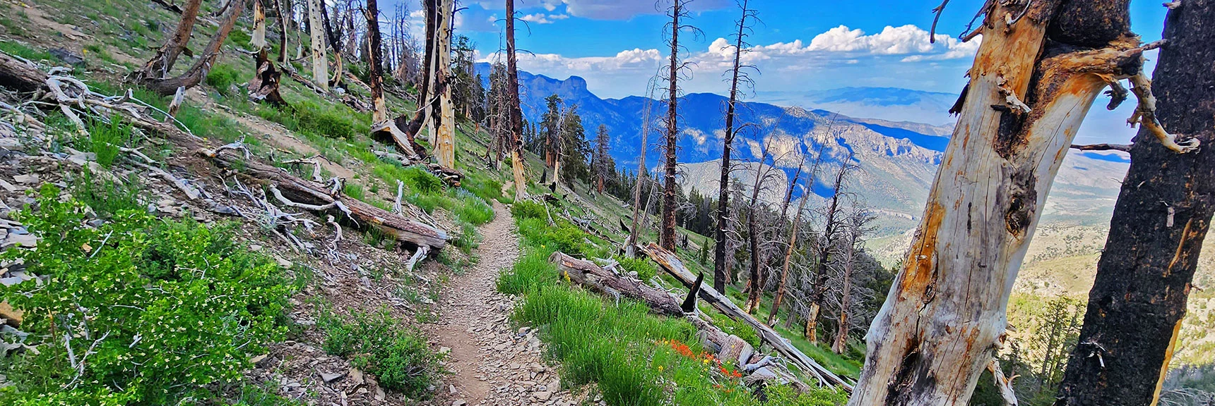 Descending Charleston South Loop Trail Below Junction. | Fletcher Canyon Trailhead to Harris Mountain Summit to Griffith Peak Summit Circuit Adventure | Mt. Charleston Wilderness, Nevada