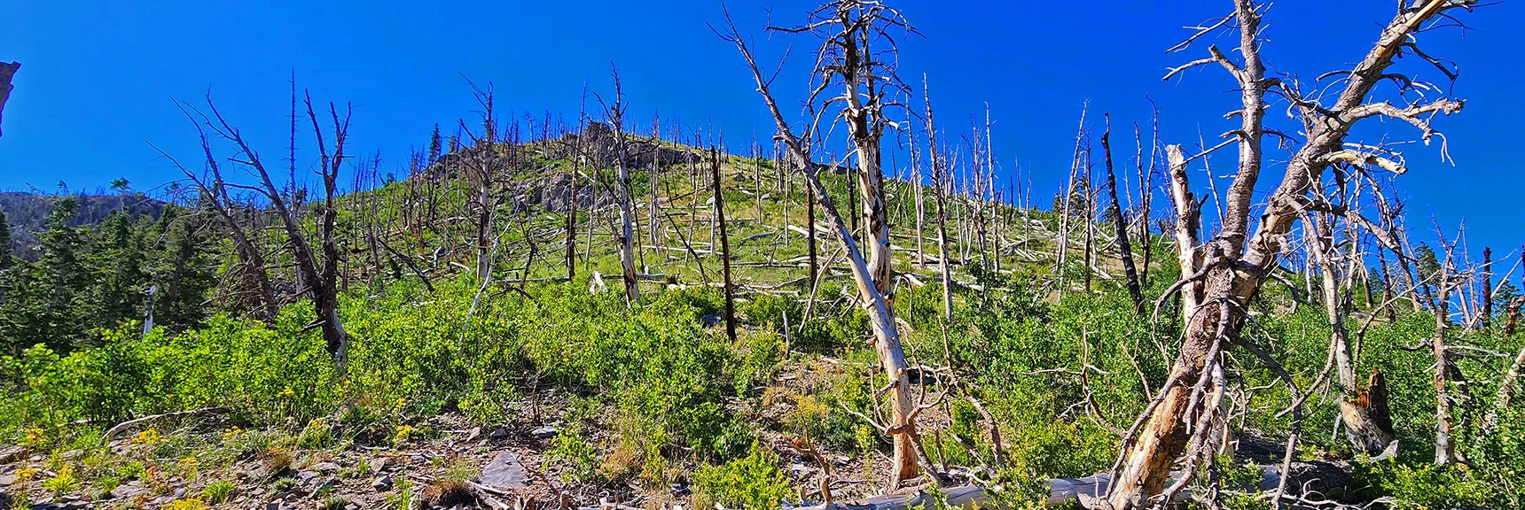 Two Grassy Burn Area Hills to Go, Then Final Summit Approach. | Fletcher Canyon Trailhead to Harris Mountain Summit to Griffith Peak Summit Circuit Adventure | Mt. Charleston Wilderness, Nevada