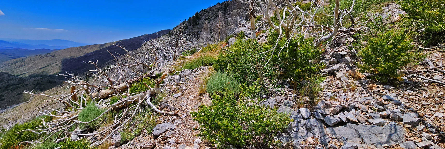 Nice, Well Designed Trail Approaches Cliff Face. | Fletcher Canyon Trailhead to Harris Mountain Summit to Griffith Peak Summit Circuit Adventure | Mt. Charleston Wilderness, Nevada