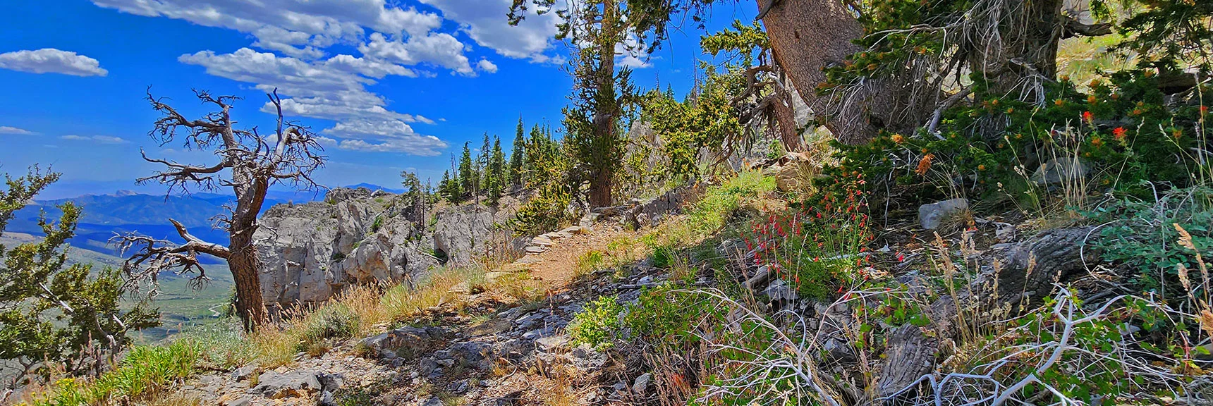Now Above the Cliffs, the Challenge is Not Loosing the Overgrown, Less Obvious Trail. | Fletcher Canyon Trailhead to Harris Mountain Summit to Griffith Peak Summit Circuit Adventure | Mt. Charleston Wilderness, Nevada