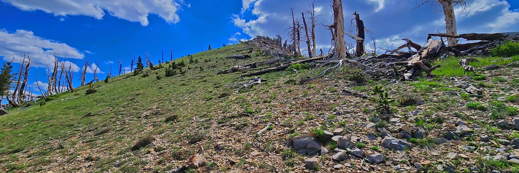 Two Steep Grassy Hills to Ascend (about 700ft) Before Griffith Peak Summit | Fletcher Canyon Trailhead to Harris Mountain Summit to Griffith Peak Summit Circuit Adventure | Mt. Charleston Wilderness, Nevada