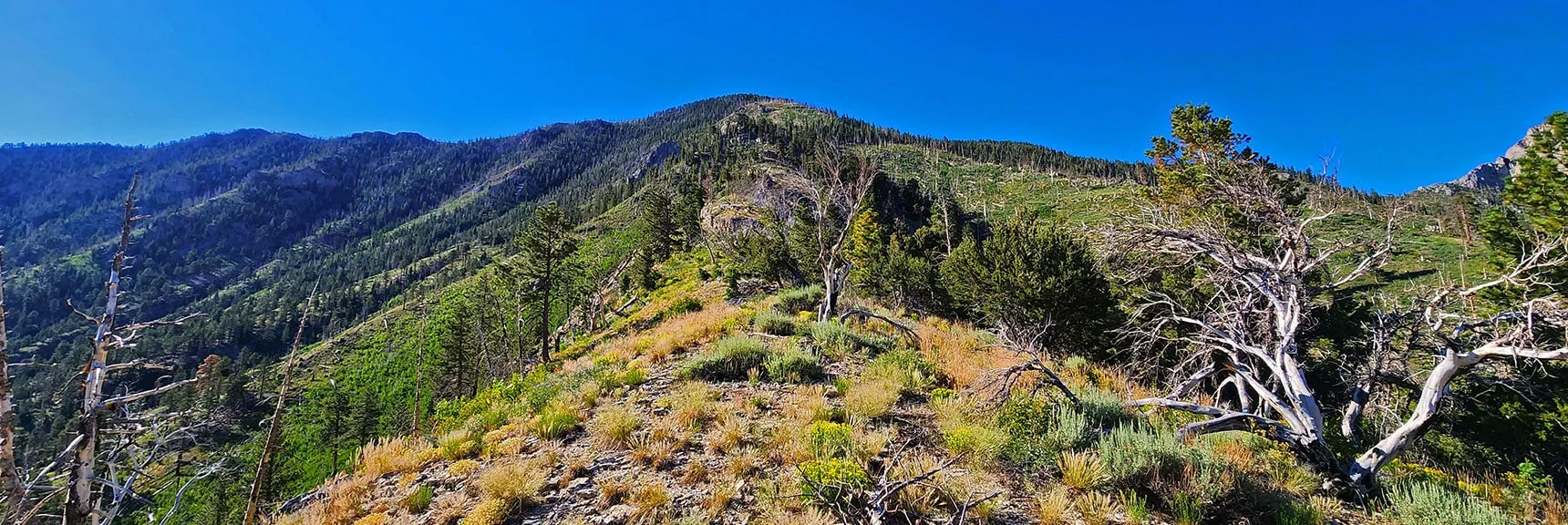View Up Ridgeline to Harris Mountain | Fletcher Canyon Trailhead to Harris Mountain Summit to Griffith Peak Summit Circuit Adventure | Mt. Charleston Wilderness, Nevada