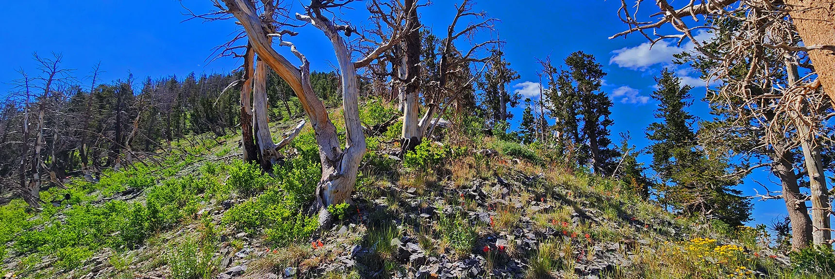 Topped Second Grassy Burn Area, Final Approach Through Bristlecone Pine Forest Ahead. | Fletcher Canyon Trailhead to Harris Mountain Summit to Griffith Peak Summit Circuit Adventure | Mt. Charleston Wilderness, Nevada