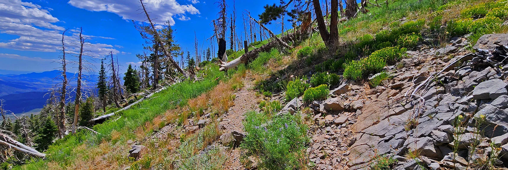 Now Entering the Tree Fall and Brush Overgrowth Stretch | Fletcher Canyon Trailhead to Harris Mountain Summit to Griffith Peak Summit Circuit Adventure | Mt. Charleston Wilderness, Nevada