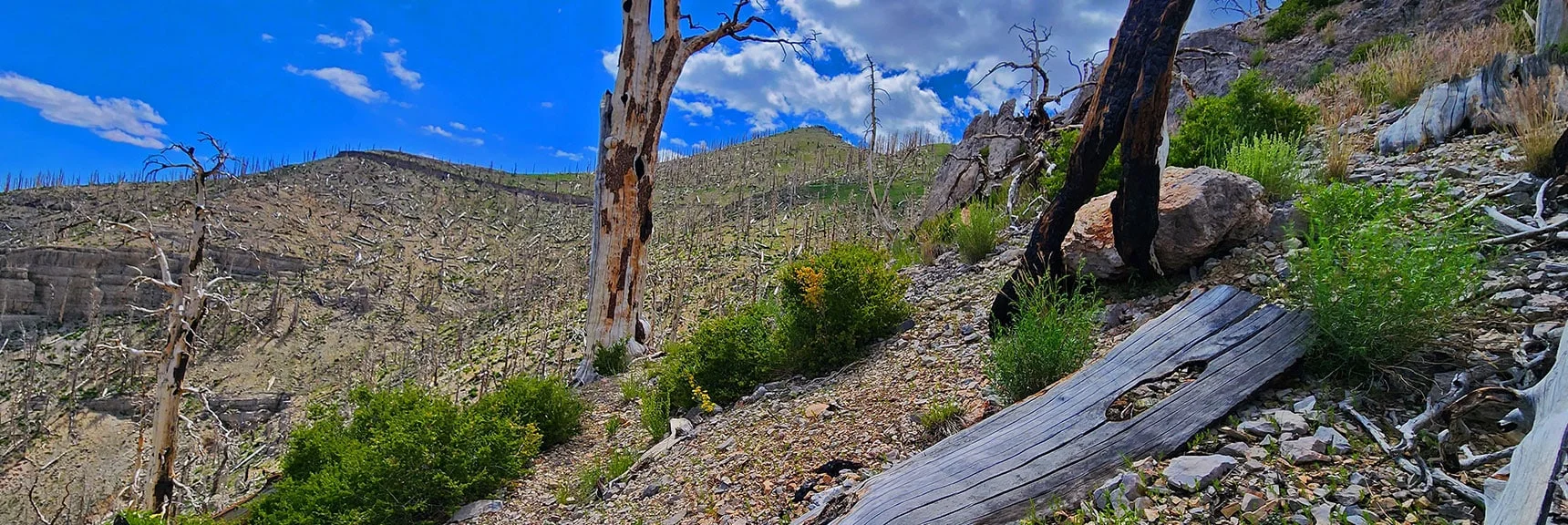 Rounding Last Rocky Bluff. Griffith Peak Now Visible Ahead. | Fletcher Canyon Trailhead to Harris Mountain Summit to Griffith Peak Summit Circuit Adventure | Mt. Charleston Wilderness, Nevada