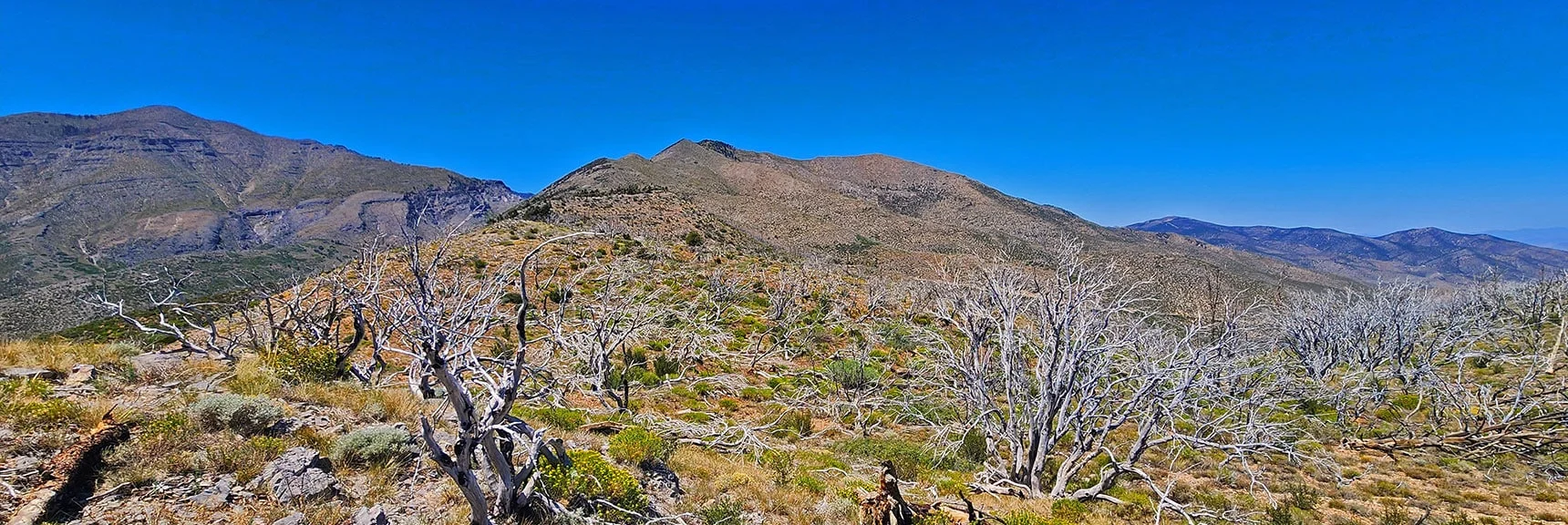 Wilson Ridgeline Completely Burned Above Forest. 2013 Carpenter Fire. | Wilson Ridge / Sexton Ridge Circuit | Lovell Canyon, Nevada