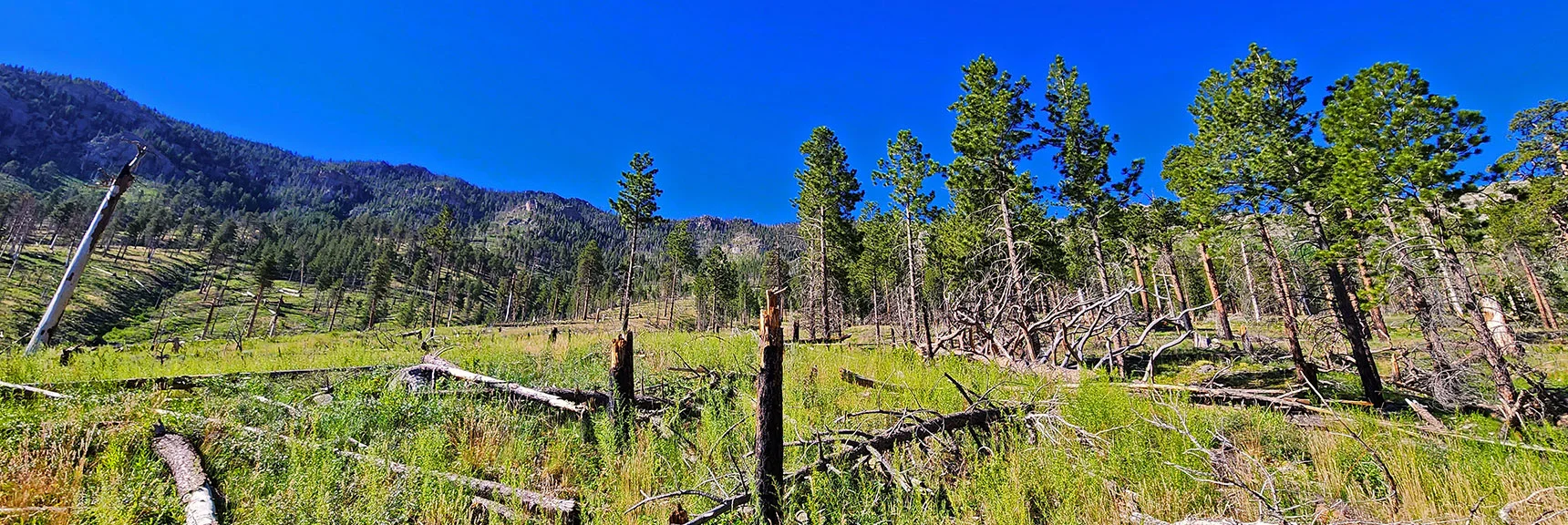 When Maintenance Road Ends, Continue Up Center of Ridge Through Burn Area | Fletcher View Ridge | Mt Charleston Wilderness, Nevada