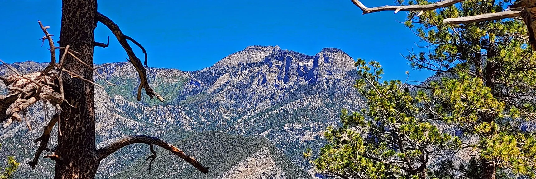 Mummy Mountain Through the Forest | Fletcher View Ridge | Mt Charleston Wilderness, Nevada