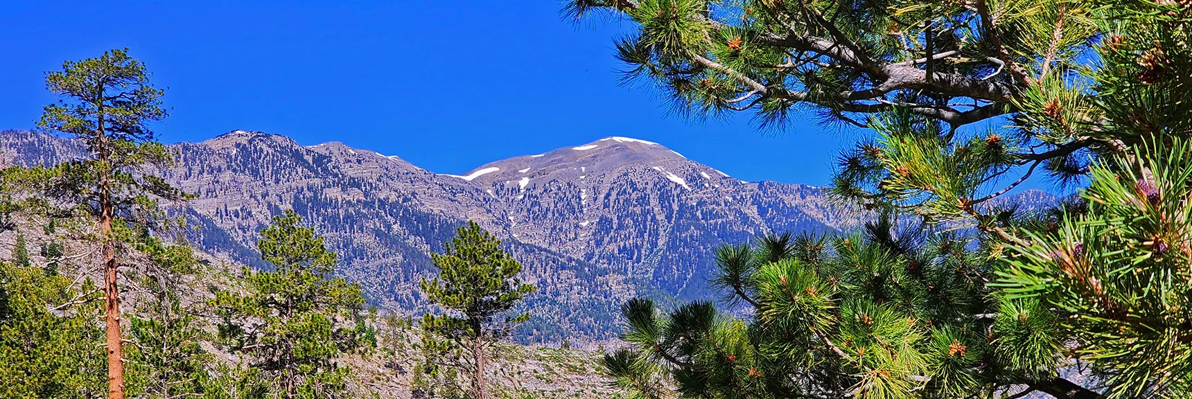 Charleston Peak Through the Forest | Fletcher View Ridge | Mt Charleston Wilderness, Nevada