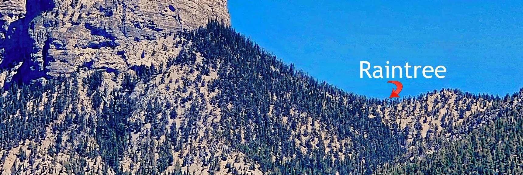 Raintree Seen in the Saddle Between Mummy Mountain and Fletcher Peak | Fletcher View Ridge | Mt Charleston Wilderness, Nevada