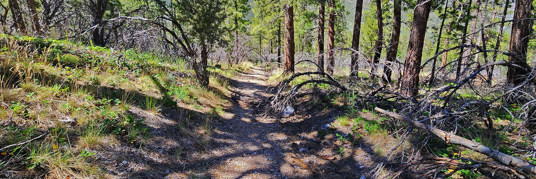 Arrival on The Ridge Approach Road Just Above Fletcher Canyon Trailhead Parking Area | Fletcher View Ridge | Mt Charleston Wilderness, Nevada