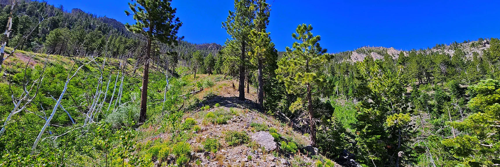 Continuing Up Ridge on Trail Through Pine Forest. Deep Gullies on Either Side Help Keep You On Course. | Fletcher View Ridge | Mt Charleston Wilderness, Nevada