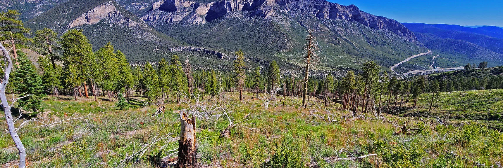 Burned Ridge is Fairly Easy to Navigate. Weave Around Fallen Trees and Newly Growing Plants. | Fletcher View Ridge | Mt Charleston Wilderness, Nevada